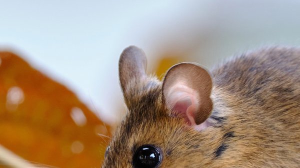 Les rats et les souris : comment s'en débarrasser une bonne fois pour toutes à Perpignan ?