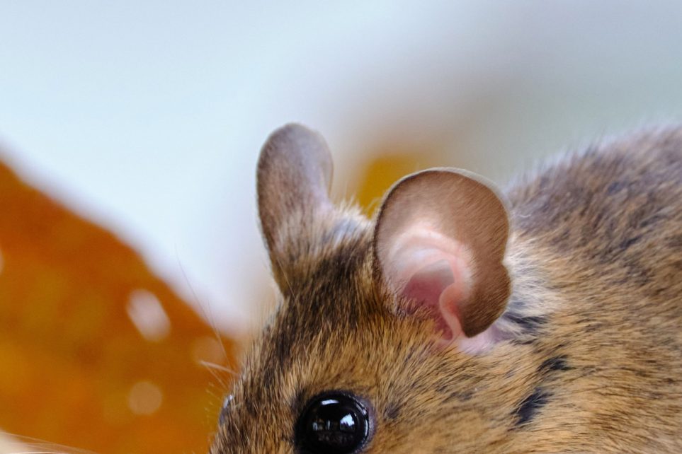 Les rats et les souris : comment s'en débarrasser une bonne fois pour toutes à Perpignan ?
